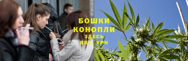 прущие грибы Новодвинск
